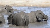 African elephant herd playing