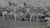 Burchell's zebras drinking at a waterhole