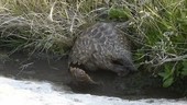 Cape Pangolin bathing