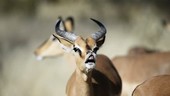 Male black-faced impala flehmen response