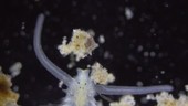 Pygospio elegans polychaete worm