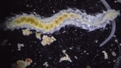 Pygospio elegans polychaete worm