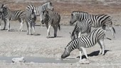 Burchell's zebra drinking