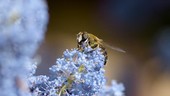 Hoverfly on Ceanothus flowers, high-speed