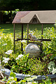 Vintage bird in front of chicken wire cage in garden