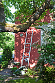 White wooden ladder leaning against wall of deep pink house in shady garden