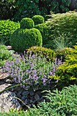 Various perennials and clipped box bushes in rock garden