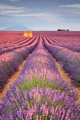 Haus in einem Lavendelfeld bei Sonnenuntergang, Plateau de Valensole, Alpes-de-Haute-Provence, Provence-Alpes-Côte d Azur, Frankreich