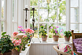 Geraniums and candles on windowsill in conservatory