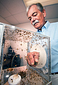 Fruit fly pest control research