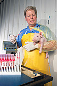 Piglet immunity testing