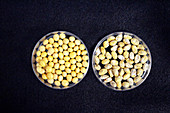Infected and normal soya beans