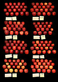 Apples grown on different rootstocks