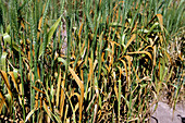 Wheat affected by wheat leaf rust