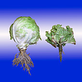 Healthy and diseased lettuce plants