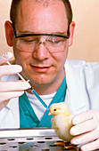 Chicken vaccination