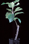Grafted apple plant