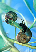 Ram's horn snails