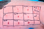 Pig allergy testing