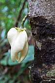 Cacao flower