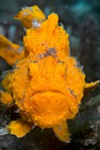 Shaggy frogfish