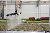 Bedding plant production, Scotland, UK