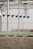 Bedding plant production, Scotland, UK