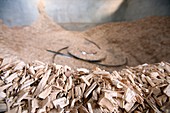 Wood chip boiler, Scotland, UK