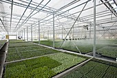 Bedding plant production, Scotland, UK