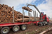 Wood chip fuel production, Scotland, UK