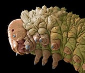 Solomon's seal sawfly larva, SEM