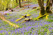 Bluebells, Lake District, UK