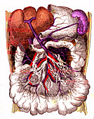 Gastrointestinal system, 19th Century illustration