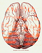 Human brain, 19th Century illustration