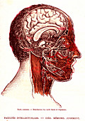 Human cranial nerves, 19th Century illustration