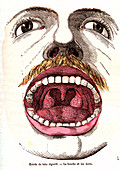 Human mouth, 19th Century illustration