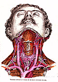 Neck blood vessels, 19th Century illustration