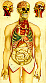 Human anatomy, 19th Century illustration