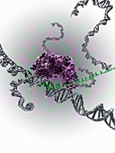 CRISPR-Cas9 gene editing complex, illustration