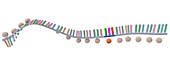 Codon in protein synthesis, illustration