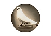 White dove preserved in memory of Nikola Tesla