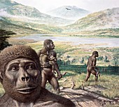 Australopithecus africanus, illustration