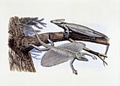 Coelurosauravus prehistoric lizards, illustration