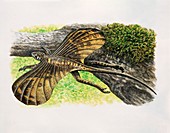 Icarosaurus prehistoric lizard, illustration