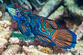 Mandarinfish on a reef, Indonesia