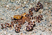 Wonderpus octopus, Indonesia