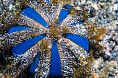 Globe sea urchin, Indonesia