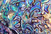 Iridescent abalone shell, macro photograph