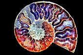 Cut and polished ammonite fossil