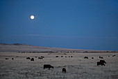 Full moon over cattle ranch, Arizona, USA